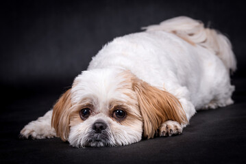 portrait of the Shih tzu Dog