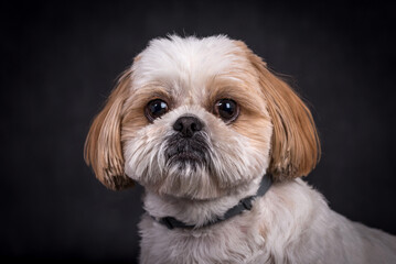 portrait of the Shih tzu Dog
