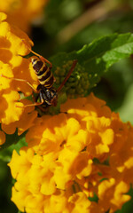 Abispa sobre flor amarilla