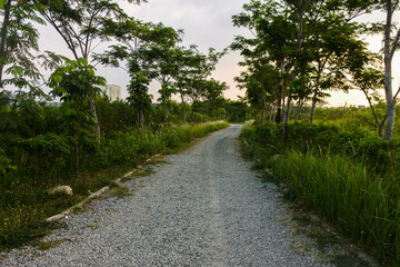 Fototapeta na wymiar a road made up of gravel in the middle of a lush wilderness in the afternoon
