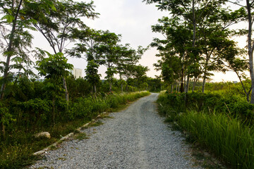 Fototapeta na wymiar a road made up of gravel in the middle of a lush wilderness in the afternoon