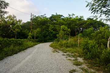 a road made up of gravel in the middle of a lush wilderness in the afternoon