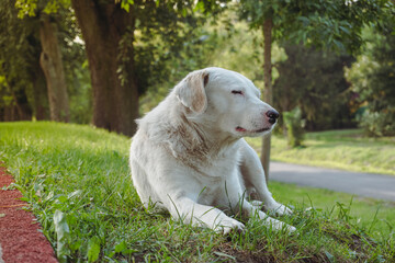 A big white dog sleeping on the green grass. Dog sleeping on green grass. Happy dog lying in green grass. Dog with closed eyes.
