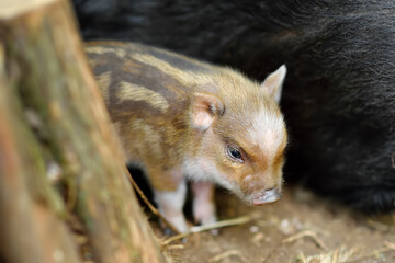Funny little piglet breed of lop-bellied on a backyard of agricultural farm. Growing livestock is a traditional direction of agriculture.