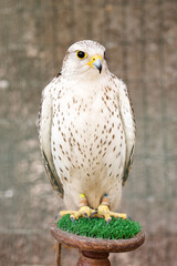 A beautiful white falcon