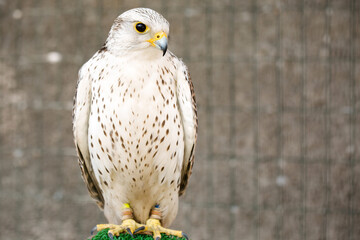 white falcon on a stand