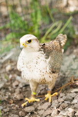 A beautiful white falcon Falco rusticolus