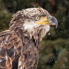 Immature Bald Eagle in Falling Snow Closeup