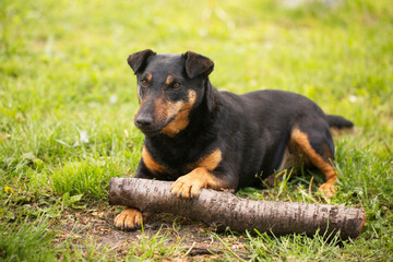 dog of the Jagdterrier breed on grass