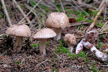 Blutegerling oder Blutchampignon (AGARICUS LANGEI)