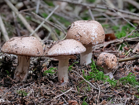 Blutegerling oder Blutchampignon (AGARICUS LANGEI)