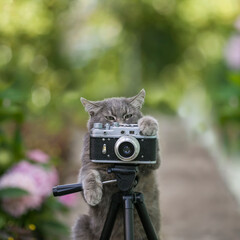 cute striped cat photographer stands behind a retro camera on a tripod and shoots