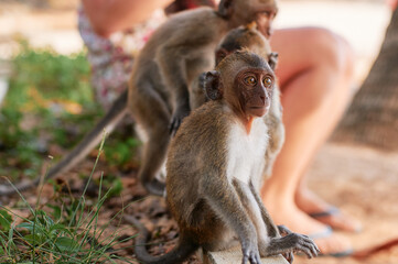 Wild macaque monkeys with people  outdoors.