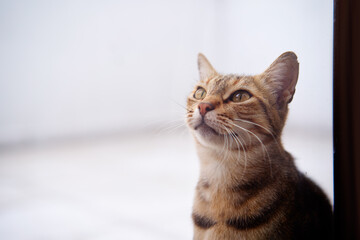 Portrait of shorthair stripped cat.