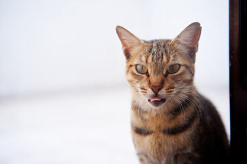 Fototapeta na wymiar Portrait of shorthair stripped cat.