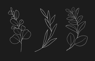 Vector Eucaliptus set on black background. White Eucaliptus sprig lineart