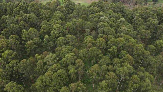 Vue aerienne foret Camerounaise 3 - Cameroon forest near Bafoussam - Africa - taken by drone