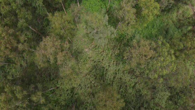 Vue aerienne foret Camerounaise 4 - Cameroon forest near Bafoussam - Africa - taken by drone