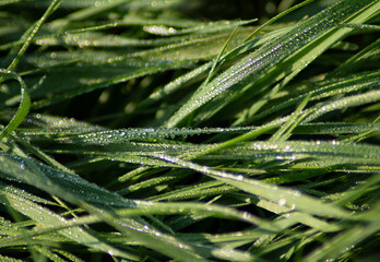 Macro photography of iridescent dew drops on green grass.
