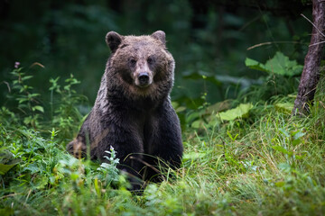 Naklejka na ściany i meble Alert brown bear, ursus arctos, looking in green thicket in autumn. Wild predator standing in forest in fall evening. Large animal watching to the camera in wilderness.