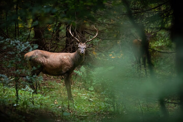 Red deer, cervus elaphus, facing the camera in fresh forest in summertime. Large stag looking in woodland in summer. Male mammal standing in wilderness.