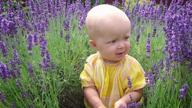Cute little toddler child sitting on blooming lavender field and sniffing lavander flower. Small baby exploring aroma herbs in botanical garden.