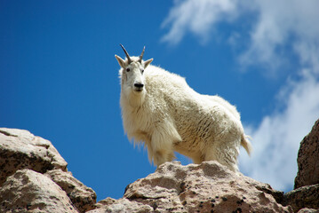 white goat on the mountain