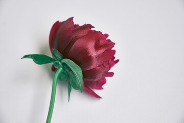Close-up, rear view of one dark red peony flower on a gray background. The concept of fading flowers. High quality photo