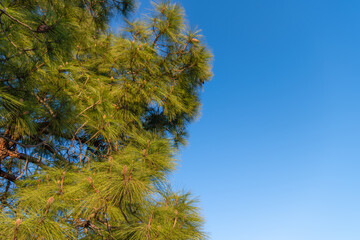 Fototapeta na wymiar Coniferous pine tree pinetree sky background, copy space