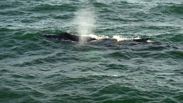 humpback whale eating in cape cod whale watching flipping slapping
