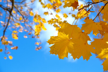 yellow maple leaves on the background of the blue sky