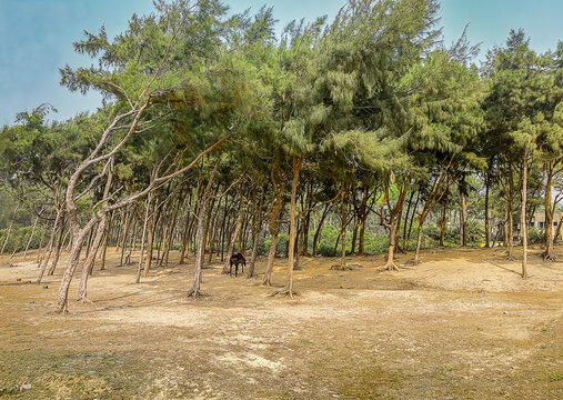 Single horse having its food in the pine forest of beach side of Digha, West Bengal, India very near Odisha by the bay of Bengal, very popular beach resort in the year 2019.