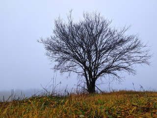 a lonely tree in an autumn field