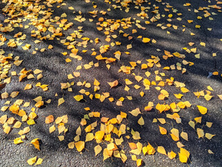 yellow birch leaves lie on the asphalt