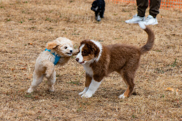 Spielende Hunde in der Hundeschule - Welpenschule