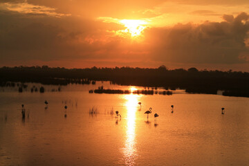 Naklejka premium Amazing sunrise and pink flamingo in Camrague pond, France