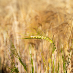 Single stem of wheat