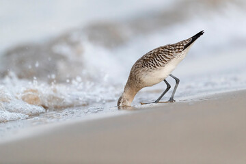 The bar-tailed godwit (Limosa lapponica) at the beach.