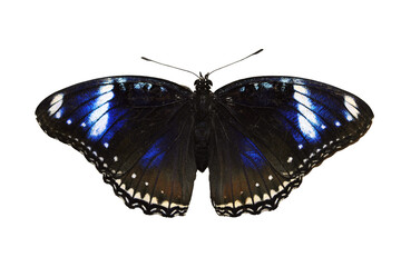 Blue Diadem Butterfly