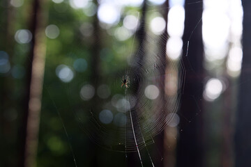 Pająk plecie pajęczynę między drzewami w lesie.