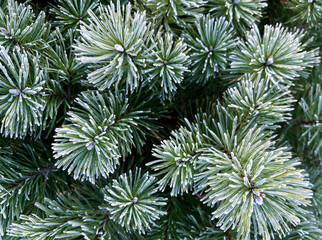 Close-up photo of Fir-tree branch covered with frost and snow. Pine branches in winter. Spruce in winter