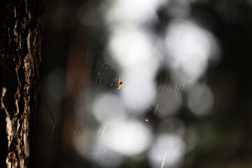 Pająk plecie pajęczynę między drzewami w lesie. - obrazy, fototapety, plakaty