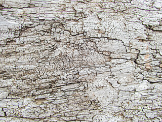 Tree bark of driftwood.  Old weathered tree for backdrop.