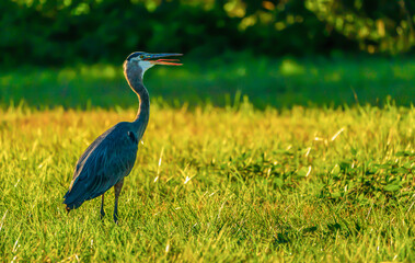 great blue heron
