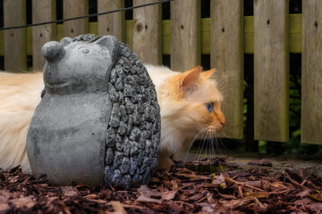 Cat sitting at a fence behind a stone hedgehog