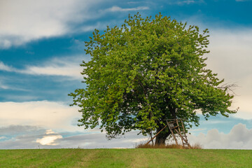 Cherry tree on summer green field in cloudy hot day