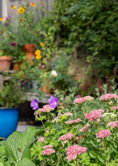 Wildlife friendly suburban garden with pink sedum flowers in foreground, container pots, flowers and greenery. Photographed in Pinner, northwest London UK.