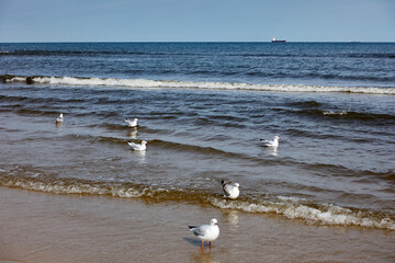  Möwen am Strand des polnischen Seebad Swinemünde. Seagulls on the beach of the Polish seaside resort of Świnoujście	