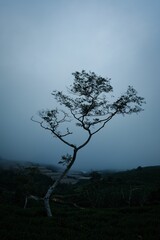 Vertical shot of growing tree in field in background of sky - obrazy, fototapety, plakaty