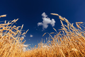 Fototapeta premium Wide view ripe golden wheat field summer day. Industry food concept